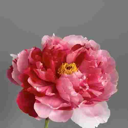 Multi-color Peony
