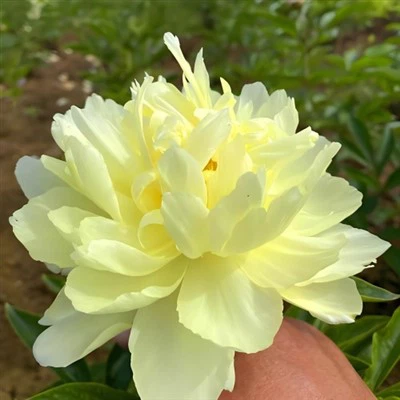 Жълти разсад от божур